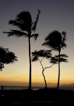 Kaanapali Beach palms blowing